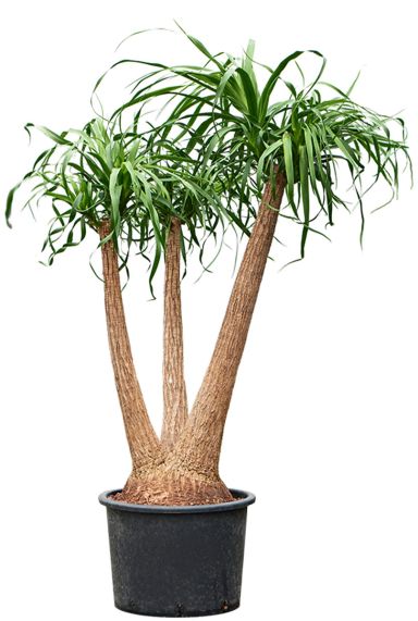Beaucarnea hydrocultuur