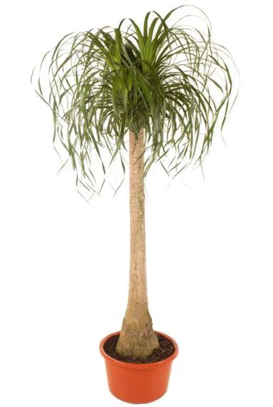 Beaucarnea olifantenpoot