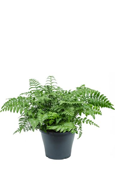 Bestellen asplenium parvati