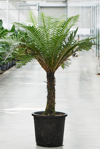 Blechnum gibbum boomvaren