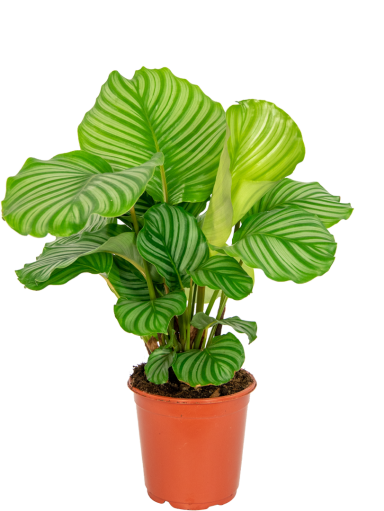 Calathea-orbifolia-kamerplant