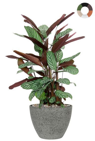 Calathea in luxe pot