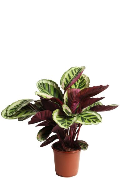 Calathea met grote bladeren