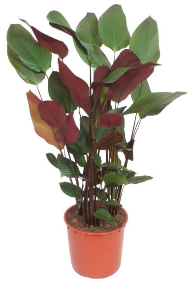 Calathea pruinosa