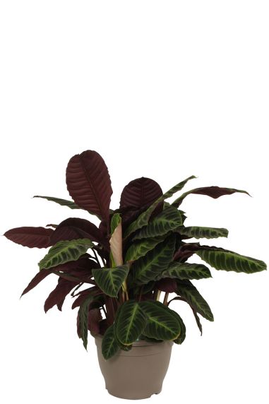 Calathea warscewiczii kamerplant 1