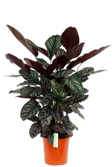 Prachtige Calathea ornata kamerplanten kopen 
