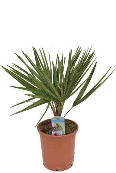 Chamaerops humilis plant 1