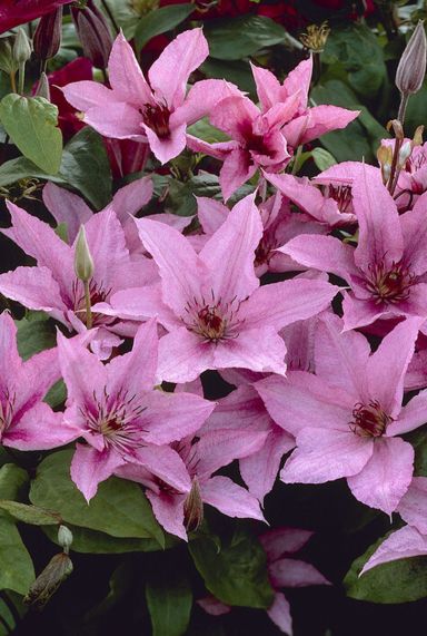 Clematis hagley hybrid sfeer