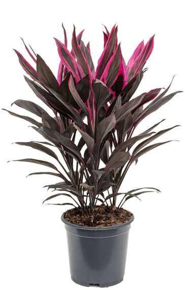 Cordyline tango kamerplant