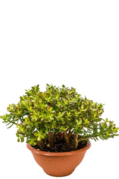 Crassula ovata minor kamerplant