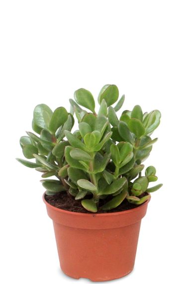 Crassula ovata vertplantje