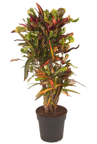 Croton kleurige kamerplant