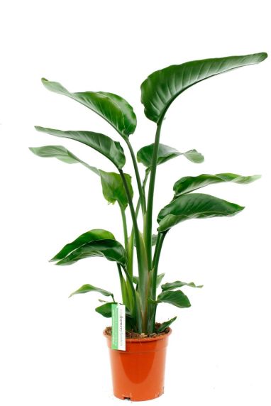 Hippe Strelitzia Nicolai kamerplant