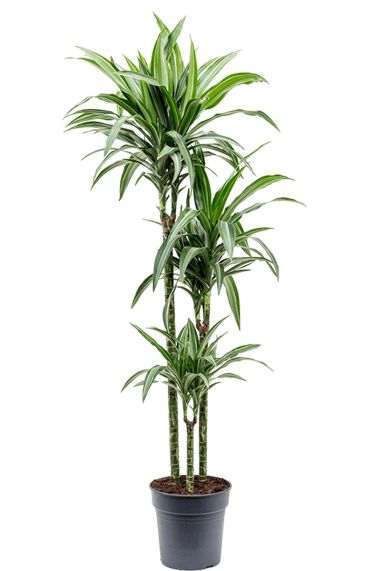 Dracaena-ulises