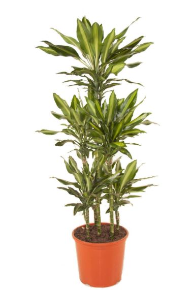 Dracaena cintho stammen