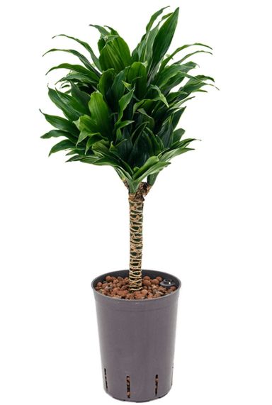 Dracaena compacta op stam