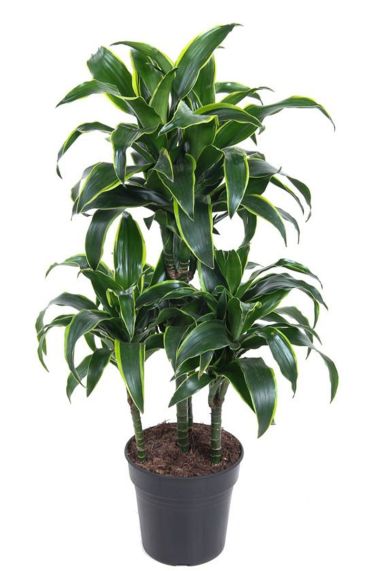 Dracaena dorado plant 3