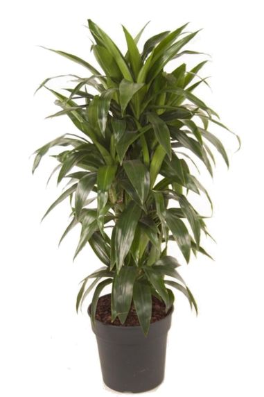Dracaena fragrans lisa