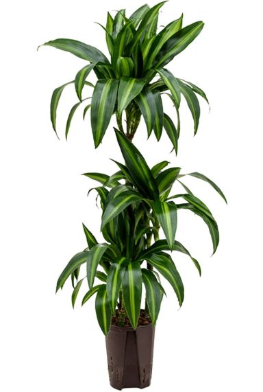 Dracaena hawaiian sunshine hydrocultuur