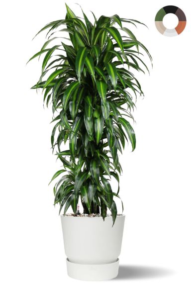 Dracaena hawaiiana in elho pot