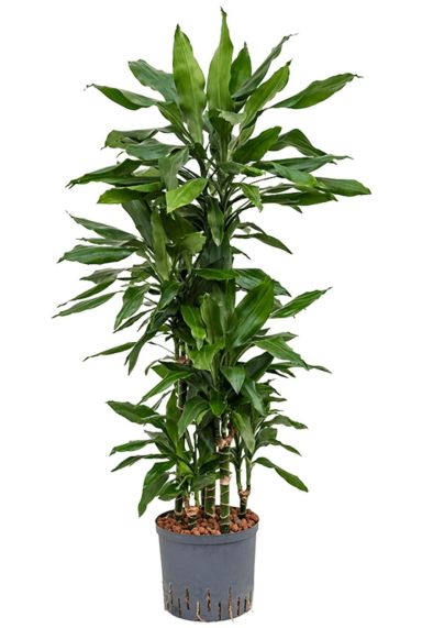 Dracaena janet lind grote hydrocultuur