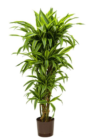 Dracaena lemon lime hydrocultuur 1