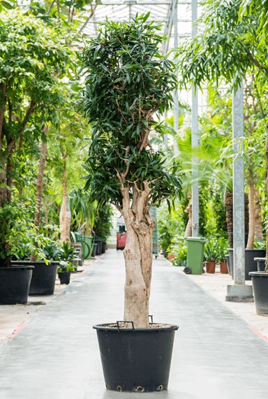 Dracaena pleomele reflexa 1