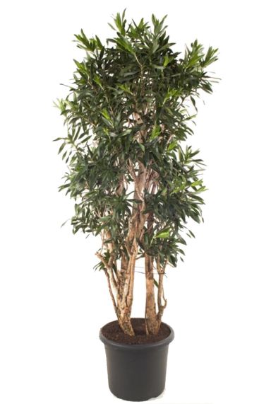 Dracaena reflexa kamerplant 1 3