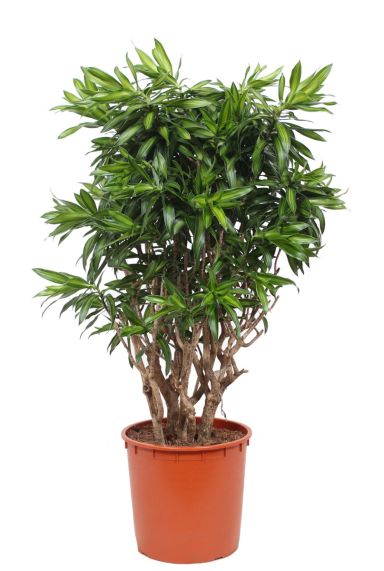 Dracaena reflexa song of jamaica 1