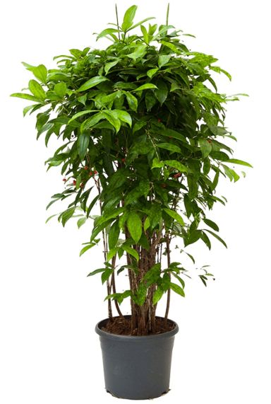 Dracaena surculosa plant 1
