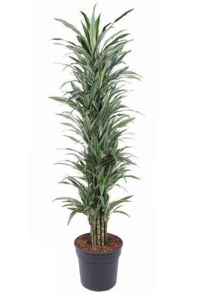Dracaena warneckei vertakt