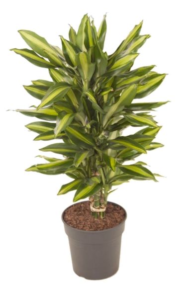 Dracaena fragrans Cintho kamerplant