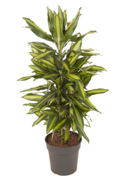 Dracaena fragrans Cintho kamerplant
