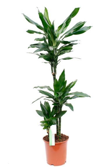 Leuke Dracaena Janet Lind kamerplanten online bestellen bij 123planten