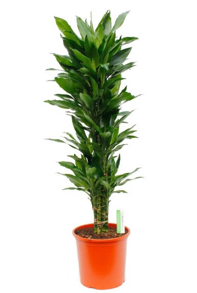 Groene grote kamerplant Dracaena