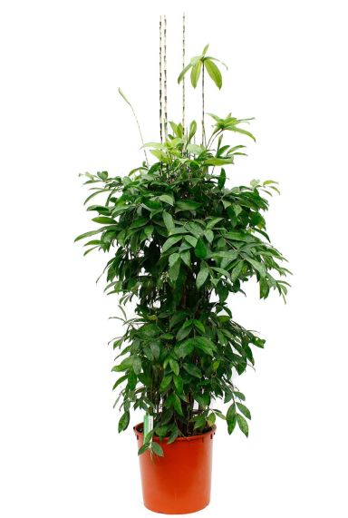  Dracaena Surculosa kamerplant online bestellen