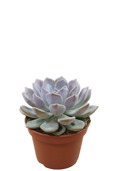 Echeveria grande cinza vetplant