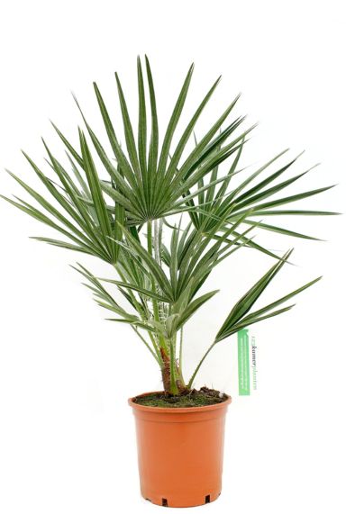 Europese palm Chamaerops humilis