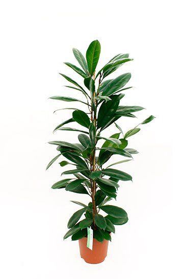 Ficus cyathistipula kamerplant