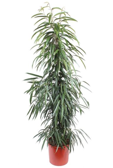 Ficus alii plant