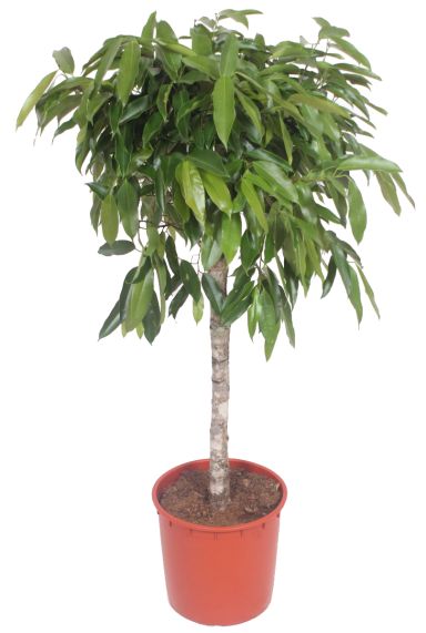 Ficus amstel king groot