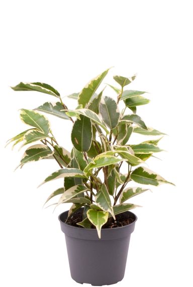 Ficus benjamina samantha