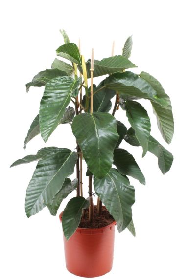 Ficus floris kamerplant 1