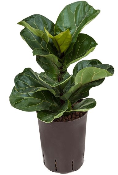 Ficus lyrata bambino hydrocultuur