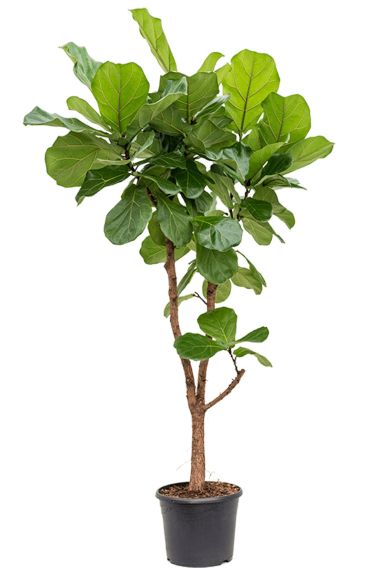 Ficus lyrata op stam 4