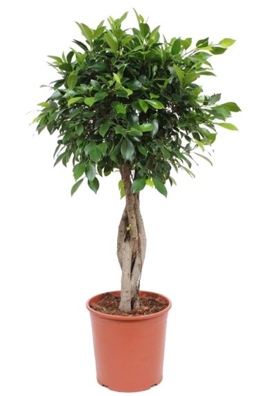 Ficus nitida gevlochten stam