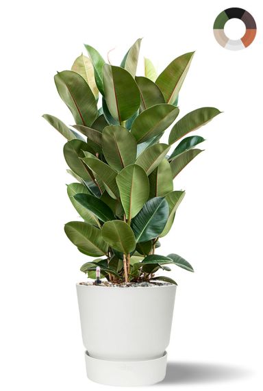 Ficus plant in witte pot
