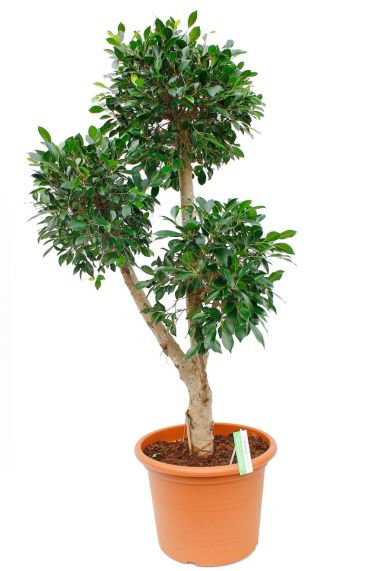 Grote kamerplant Ficus Nitida met drie stammen/koppen