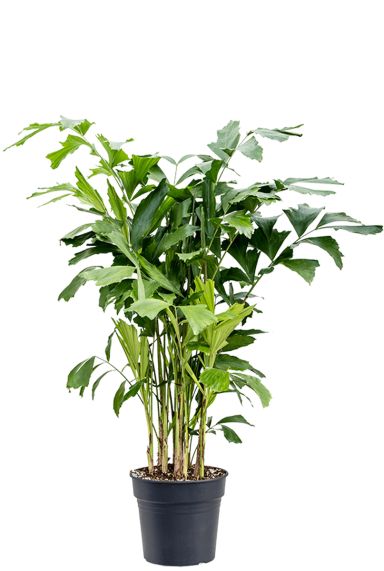 Grote caryota mitis 1