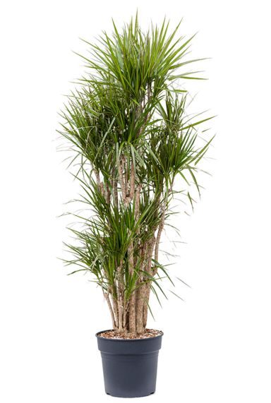 Grote dracaena marginata 2